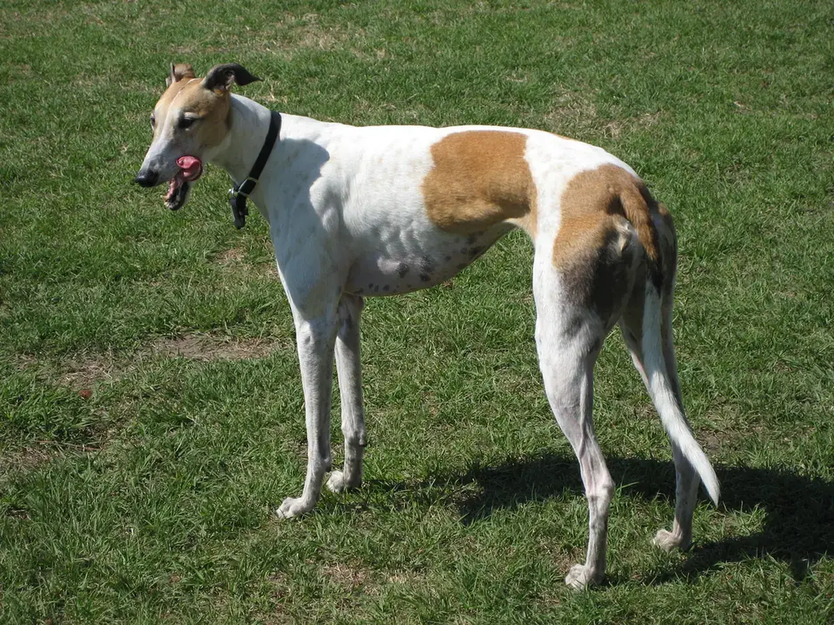 Greyhound 견종 사진