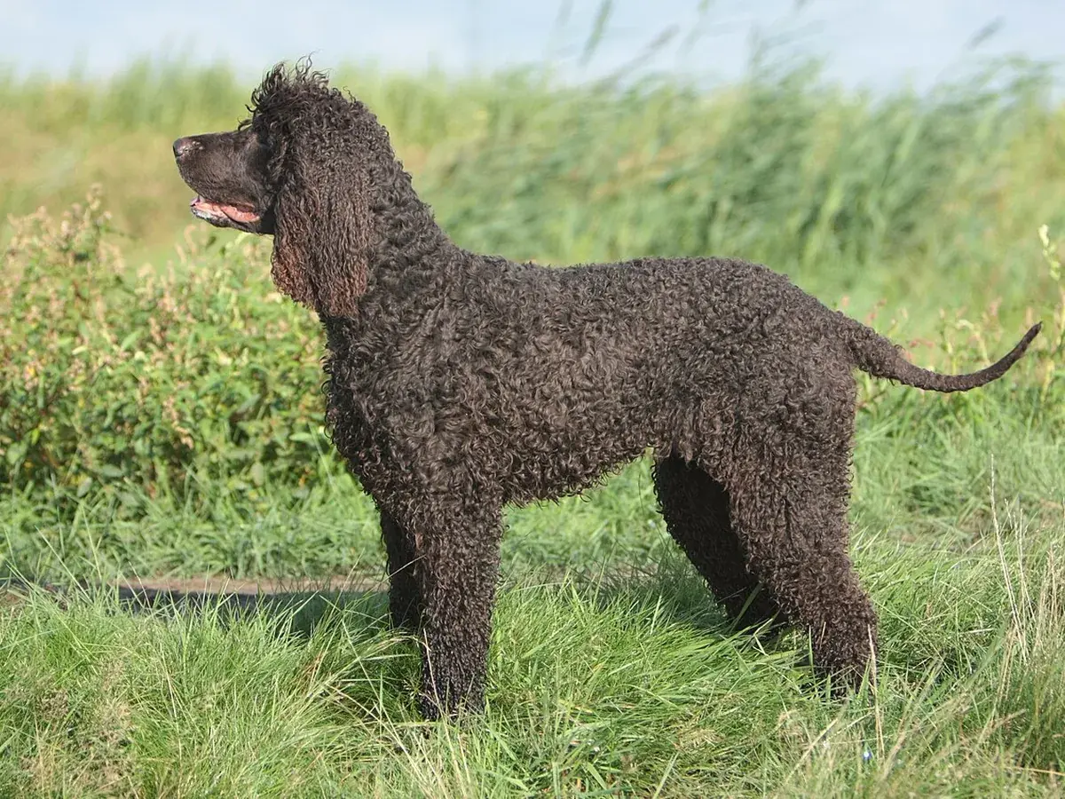 Irish Water Spaniel 견종 사진