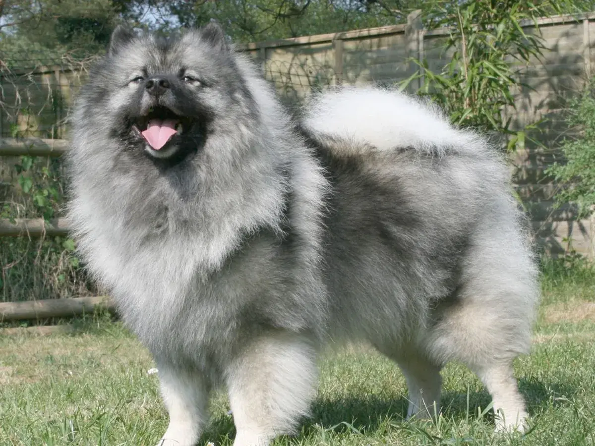 Keeshond 견종 사진