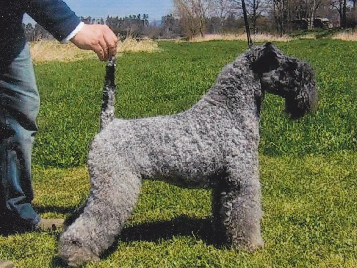 Kerry Blue Terrier 견종 사진