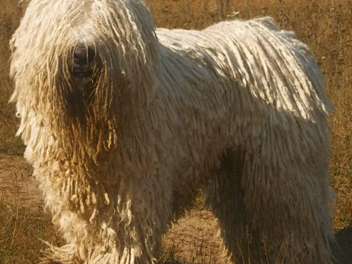 Komondor 견종 사진
