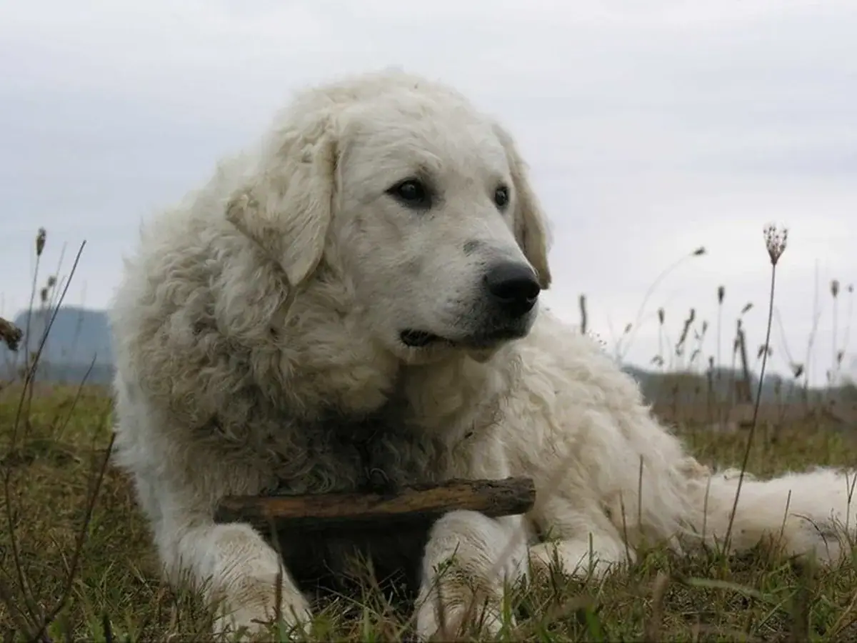 Kuvasz 견종 사진