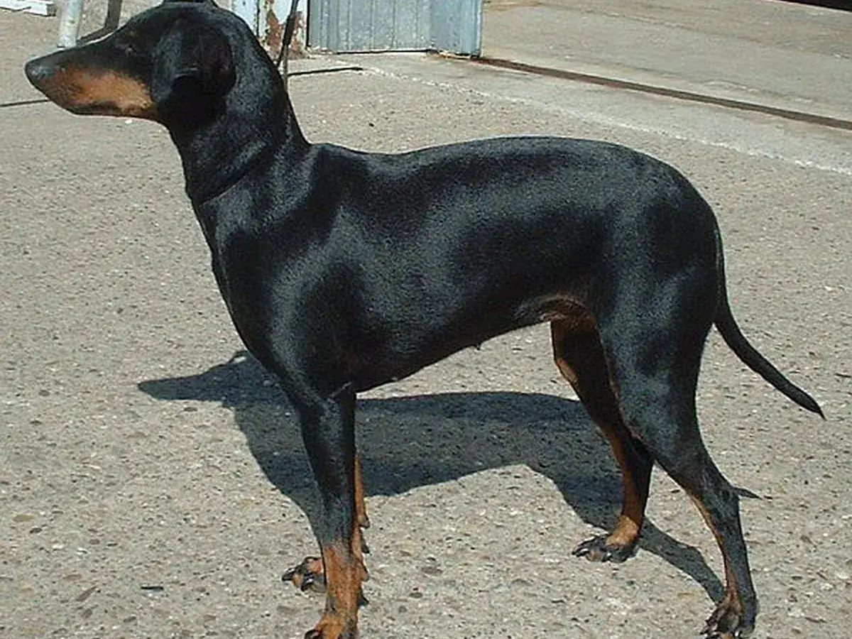 Manchester Terrier 견종 사진