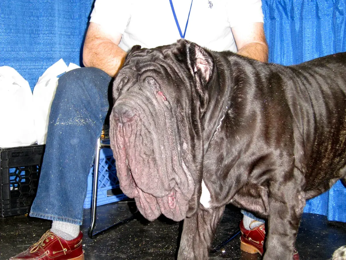 Neapolitan Mastiff 견종 사진