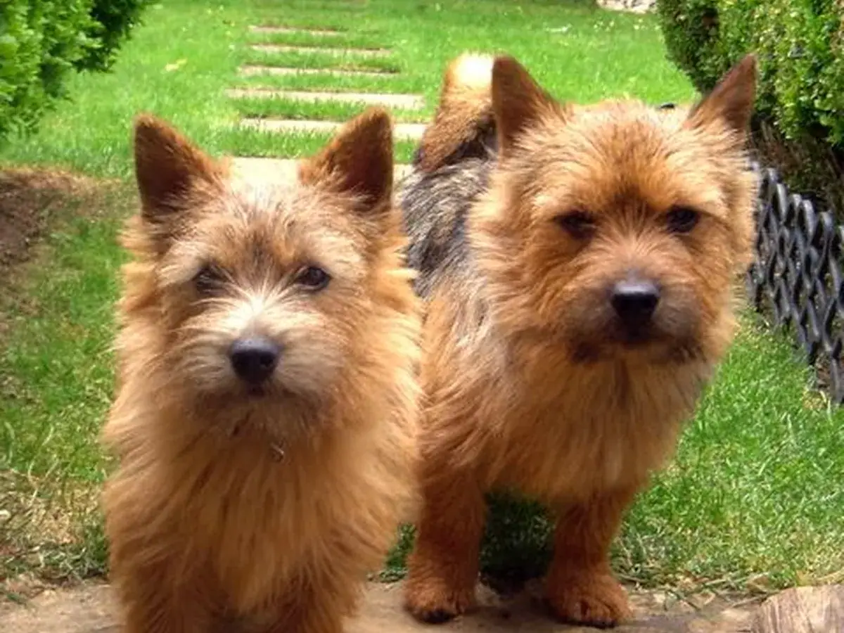 Norwich Terrier 견종 사진