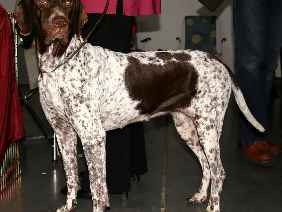Old Danish Pointer 견종 사진