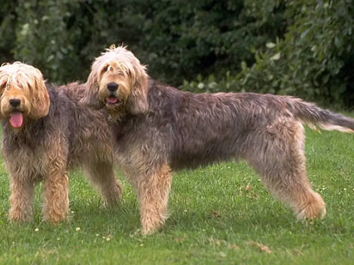 Otterhound 견종 사진