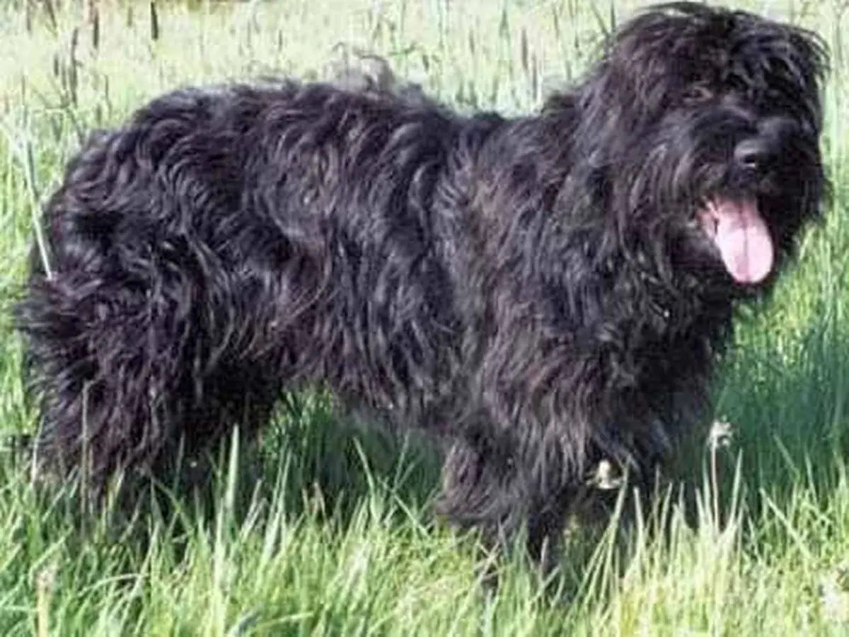 Portuguese Sheepdog 견종 사진