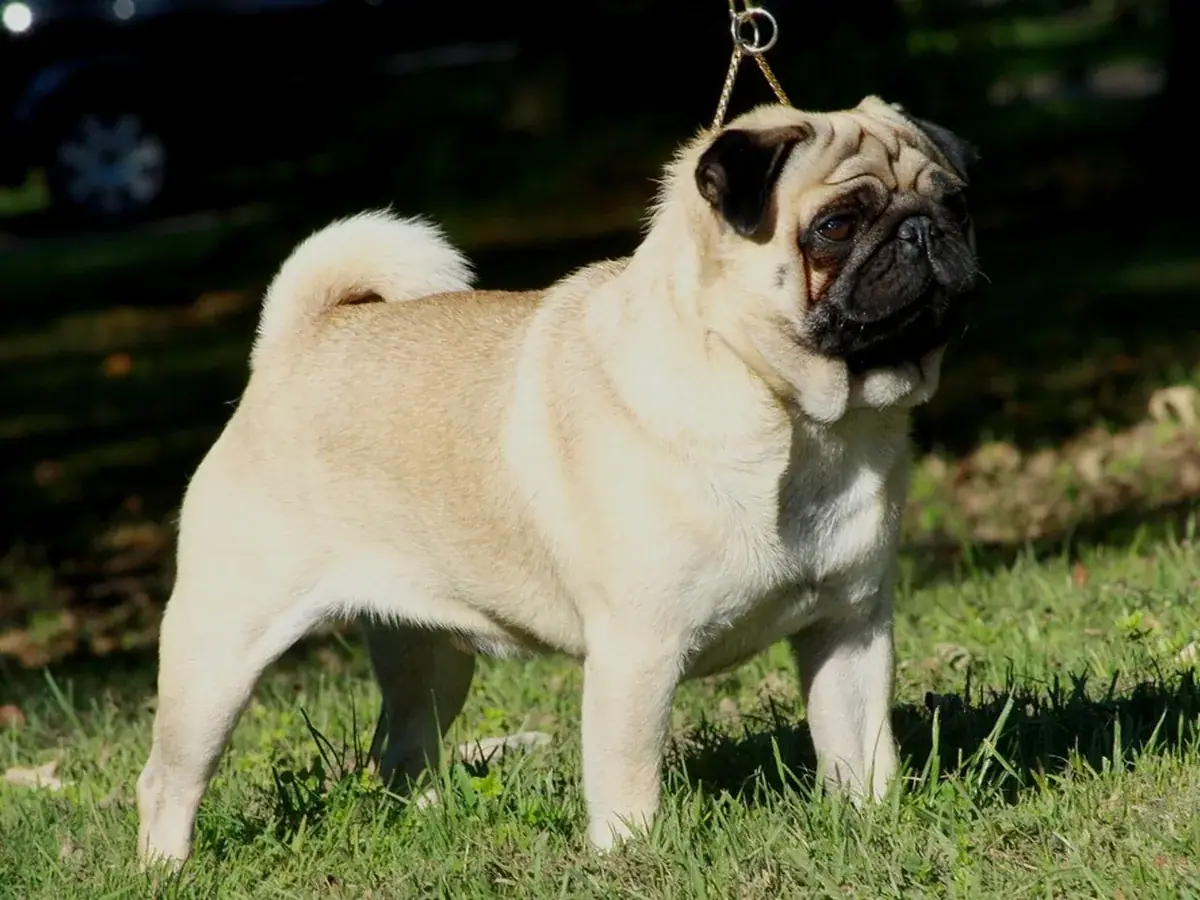 Pug 견종 사진