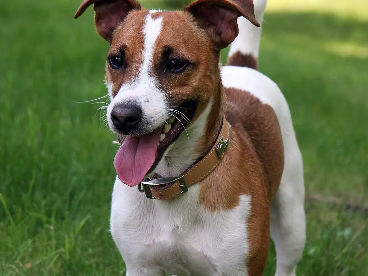 Russell Terrier 견종 사진